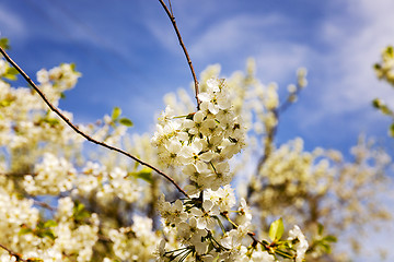 Image showing blossoming trees  