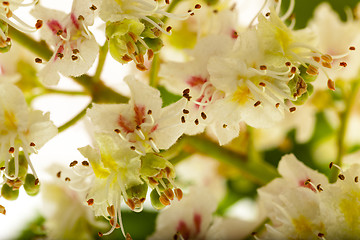 Image showing chestnut flower  