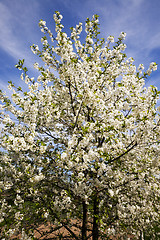 Image showing blossoming trees  