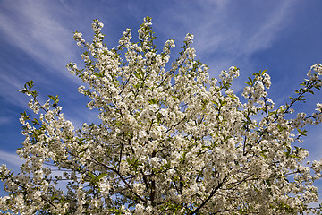 Image showing blossoming trees 
