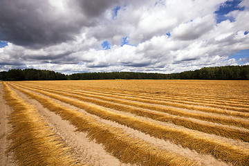 Image showing flax harvest  