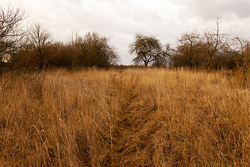 Image showing dried grass  