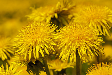 Image showing dandelions  