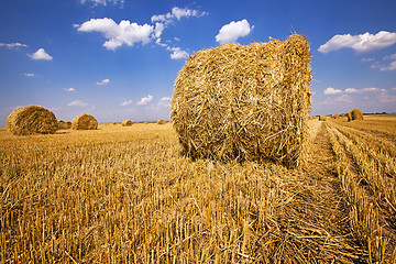 Image showing agriculture  