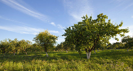 Image showing apple-tree garden  