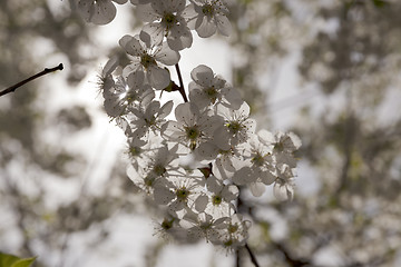 Image showing the blossoming fruit-trees  
