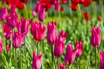 Image showing pink  tulips  