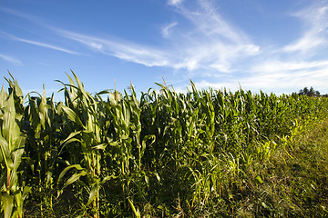 Image showing corn field  