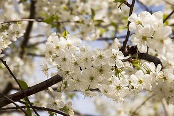 Image showing the blossoming fruit-trees  