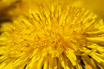 Image showing dandelion  