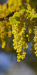 Image showing oak flower  