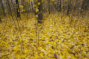 Image showing the autumn wood   