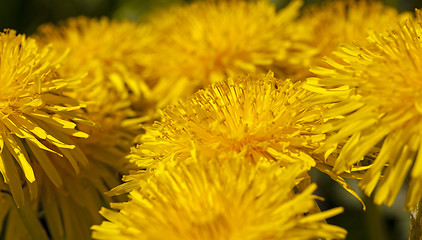 Image showing dandelion  