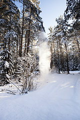 Image showing winter forest 