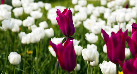 Image showing pink  tulips 