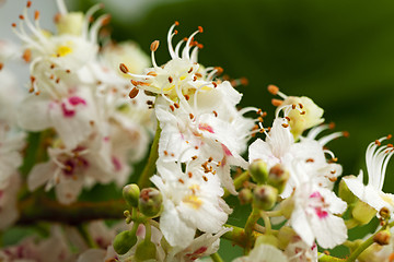 Image showing chestnut flower  