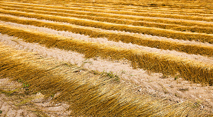 Image showing flax harvest  