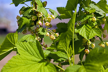 Image showing currant blossoming  