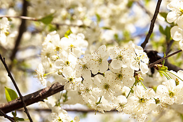 Image showing the blossoming fruit-trees  