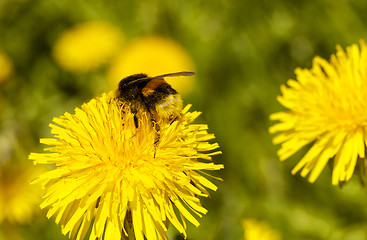 Image showing dandelion  