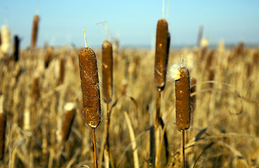 Image showing canes. fall