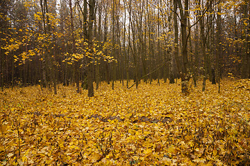 Image showing the autumn wood  