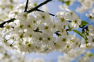 Image showing blossoming trees 