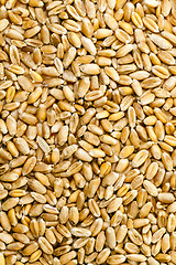 Image showing wheat grains  