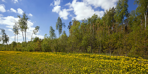 Image showing the spring wood  