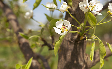 Image showing blossoming trees  