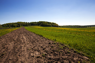 Image showing field with dandelions 