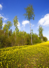 Image showing the spring wood  