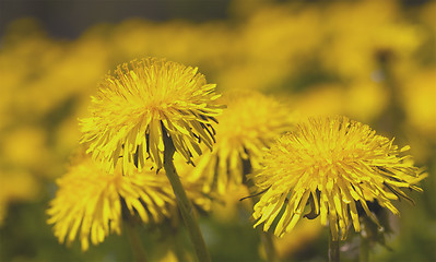 Image showing dandelion 