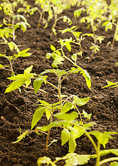 Image showing tomato bush  