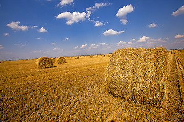 Image showing agriculture  