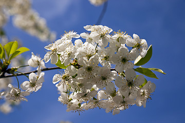 Image showing blossoming trees 