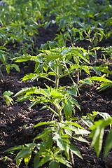 Image showing tomato bush 