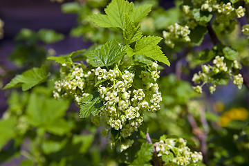 Image showing currant blossoming  