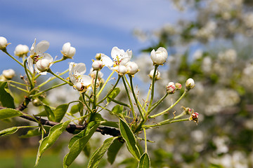 Image showing blossoming trees  