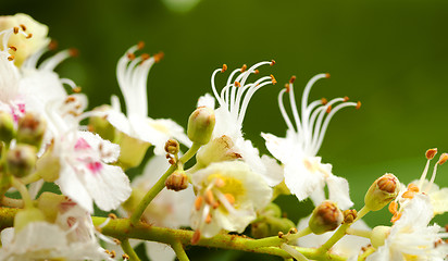 Image showing chestnut flower  