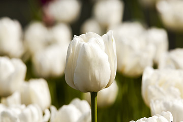 Image showing white tulips  