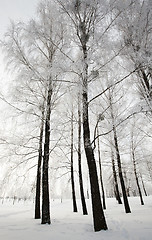 Image showing winter forest  