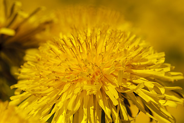 Image showing dandelions  