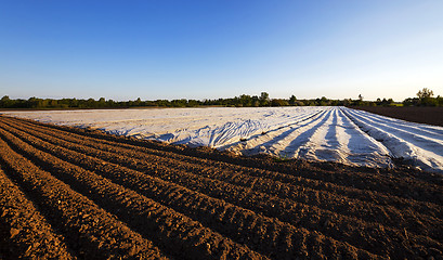 Image showing agriculture  