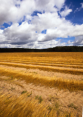 Image showing flax harvest  