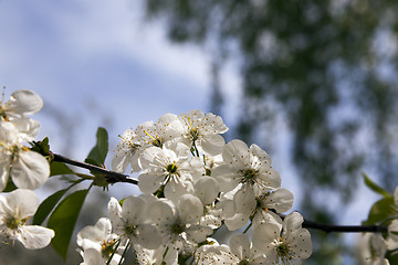 Image showing the blossoming fruit-trees 