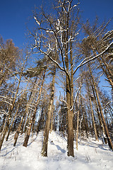 Image showing winter forest 