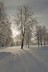 Image showing trees in the winter  