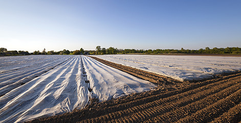 Image showing agriculture. greenhouses
