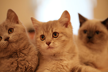 Image showing British kittens  